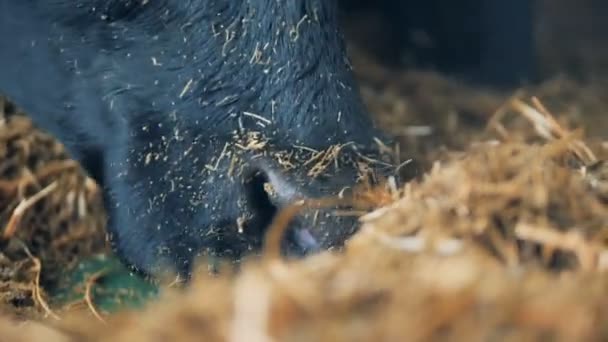 소 머리 가까이에서 건초를 먹는 동안 — 비디오