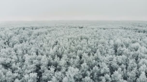 Hermoso bosque de pinos cubierto de nieve . — Vídeo de stock