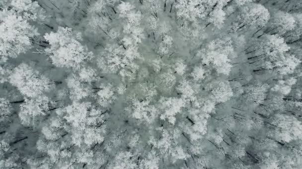 Beautiful winter landscape. Frozen trees from above. — Stock Video