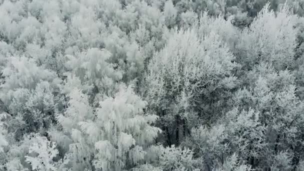 Luftaufnahme eines Winterwaldes. Schnee bedeckte Bäume, Winter schöne Natur. — Stockvideo