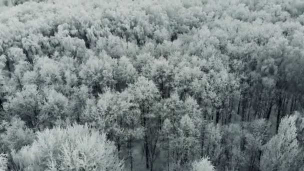 Donmuş karlı köknar ve çam ağaçlarının uçmak. — Stok video