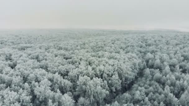 Frusna skogen antenn. Aerial flygning över vintern skog. — Stockvideo