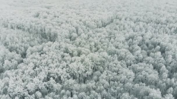 Floresta coberta de neve. Paisagem florestal ventosa. 4K . — Vídeo de Stock