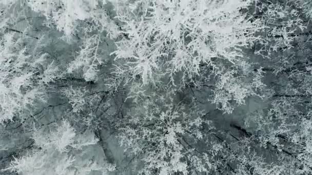 겨울 추운 날에 눈이 파인 나무 위에 비행. — 비디오