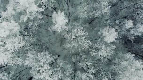 Bosque de pinos cubierto de nieve en el día de invierno . — Vídeos de Stock