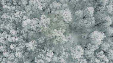 Ağaçlar donmuş kutup tundra.