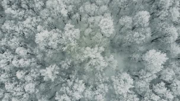 Ağaçlar donmuş kutup tundra. — Stok video