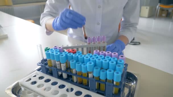 Travailleur de laboratoire mettant des tubes avec du sang sur un rack, gros plan . — Video