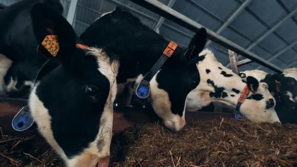 Domácí krávy ve stodole, zblízka. — Stock video
