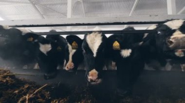 Siyah ve beyaz İnekler saman, yeme yakın çekim.