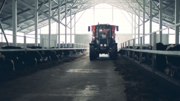 Muž řídí traktor v kravín, zblízka. — Stock video