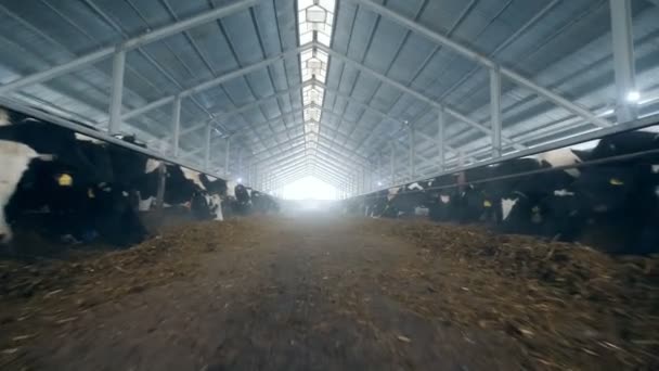 Ein großer Kuhstall auf einem Ackerland, aus nächster Nähe. — Stockvideo