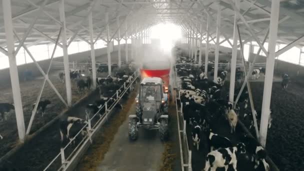 Ladugården med boskap och en traktor som rider längs den — Stockvideo