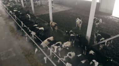 Dan yukarıda, bir cowhouse ve hayvancılık ile göster
