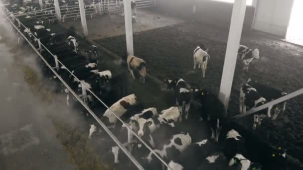 Uitzicht vanaf boven van een cowhouse met dieren — Stockvideo