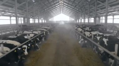 Siyah ve beyaz inek ile iki tezgahları arasında geçiş