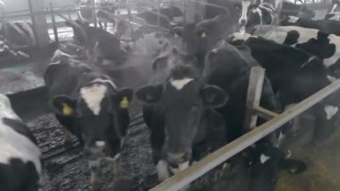 İnek bir cowshed yeme ve kameraya bakıyor