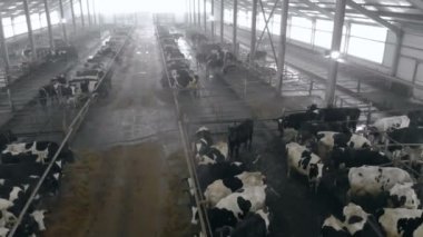 İnek ile dolu bir cowshed üstten görünüm