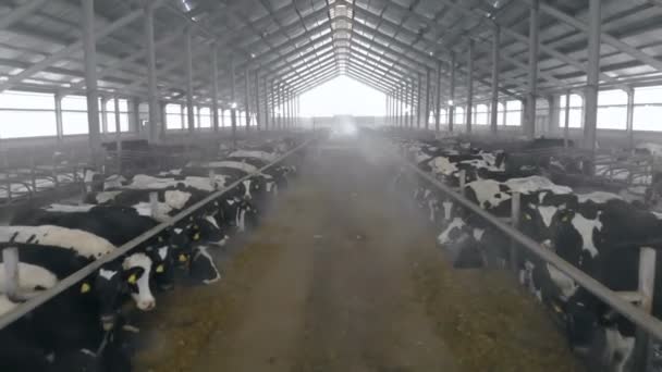 Durchgang zwischen zwei Ställen mit schwarzen und weißen Kühen — Stockvideo