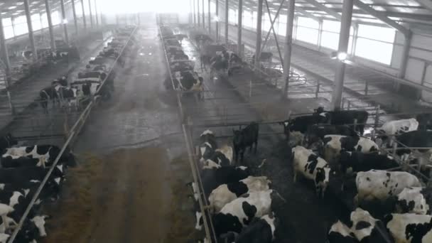 İnek ile dolu bir cowshed üstten görünüm — Stok video