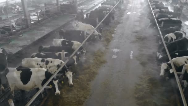 Van bovenaf bekijken van een stal vol dieren — Stockvideo