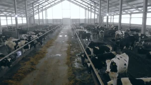 Spacious cowhouse with cattle eating fodder — Stock Video