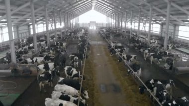 Büyük cowshed ile siyah beyaz inek dolu