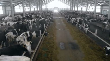 Cowshed inek ile dolu bir geçit ile