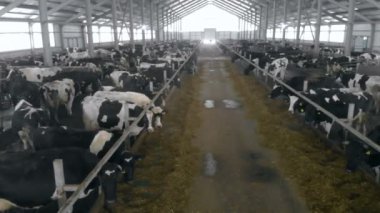 İnekler geniş bir cowhouse tutuyorlar. 4k