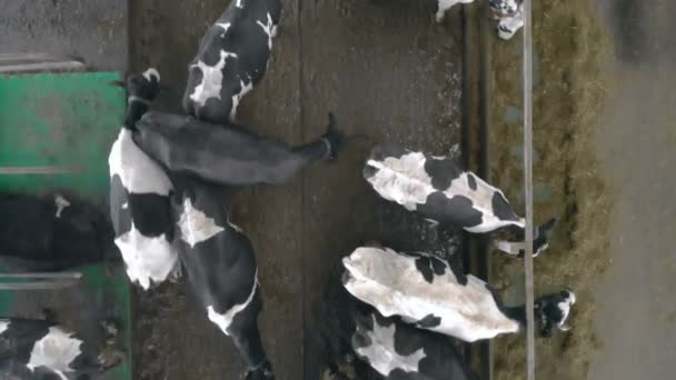 Koeien zwart-wit zijn voeding in een bovenaanzicht — Stockvideo
