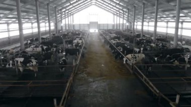 Yukarıdan aşağıya nerede sığır tutulur bir ahırın görünümünü