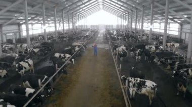 Bir cowshed yürüyen bir erkek işçinin yukarıdan görüntülemek
