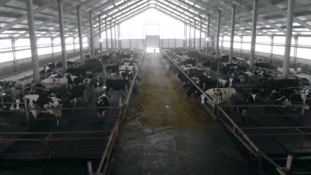 Vue du haut vers le bas d'un byre où l'on garde du bétail — Video