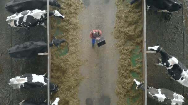 Especialista masculino está andando ao longo do cowhouse com um laptop em uma vista superior — Vídeo de Stock