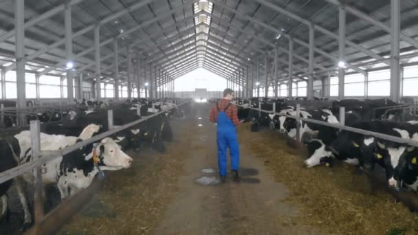 Cowshed con el ganado y un trabajador masculino con un ordenador portátil que camina a lo largo de ella — Vídeos de Stock