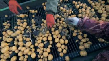 Konveyörler patates, üstten görünüm ile temizlik işçileri.