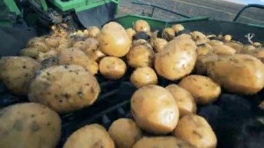 Bir traktör, bir konveyör taşıma patates kirli, yakın çekim.