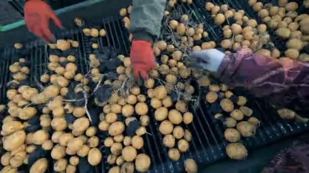 Trabajadores limpiando un transportador con patatas, vista superior . — Vídeo de stock