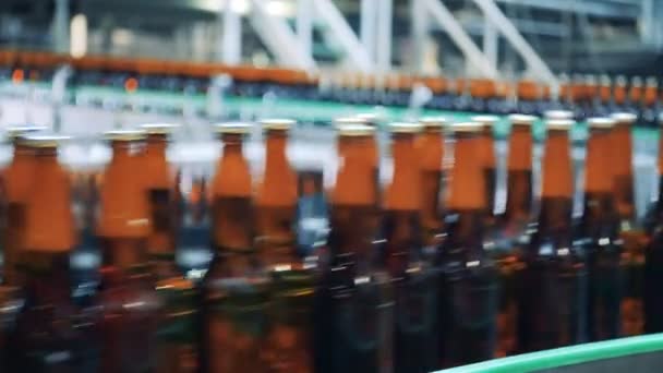 Fluxo rápido de garrafas de cerveja ao longo da correia da fábrica — Vídeo de Stock