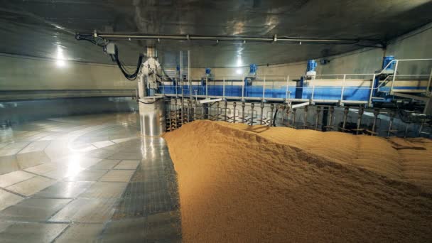 Une pile de graines séchées dans un entrepôt. Traitement du malt dans une brasserie . — Video