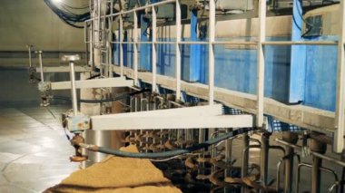 Bir makine iplik tahıl kapatın. Malt bira fabrikası, tedavi.