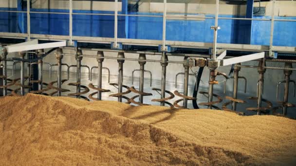 Trocknungsmaschine arbeitet mit Samen, aus nächster Nähe. Malzverarbeitungsanlagen in der Mälzerei, Brauerei. — Stockvideo