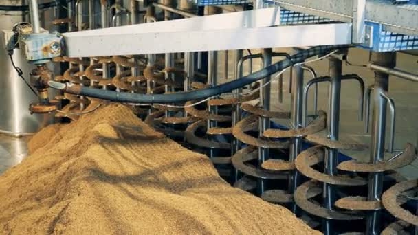 Semences filant sur une machine d'usine, fermer. Équipement de traitement du malt à l'usine de malt, brasserie . — Video