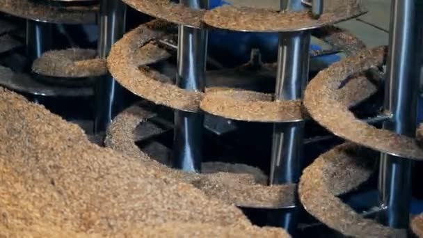 Pflanzen, die auf einer Fabrikmaschine trocknen, aus nächster Nähe. Behandlung von Malz in einer Brauerei. — Stockvideo