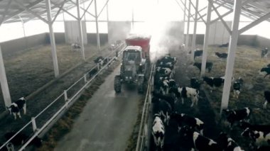 Adam bir traktör inekler bir ahırda üstten görünüm beslemeleri.