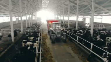 Bir traktör beslemeleri inekler bir ahırın içinde çiftçi yakın çekim.