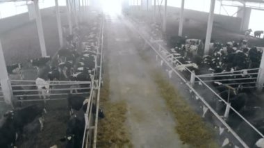 Ayakta büyük bir ahırda inekler.