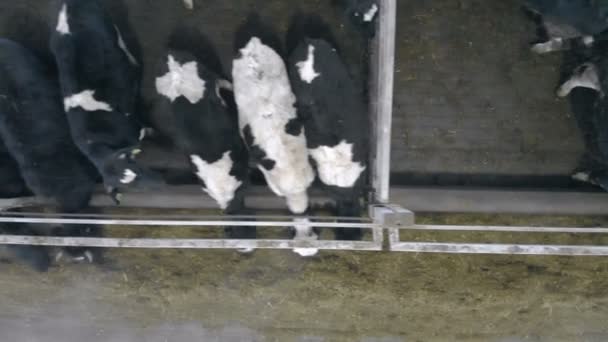 Wiele krów w oborze, widok z góry. — Wideo stockowe