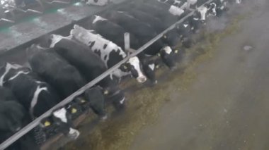 Siyah inek bir ahırın içinde yemek en iyi görünümü.