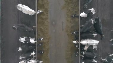 Bir cowshed, üstten görünüm yeme inek sürüsü.